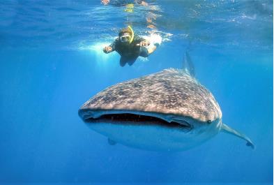 Tours in Cancún and Riviera Maya Whale Shark Experience 