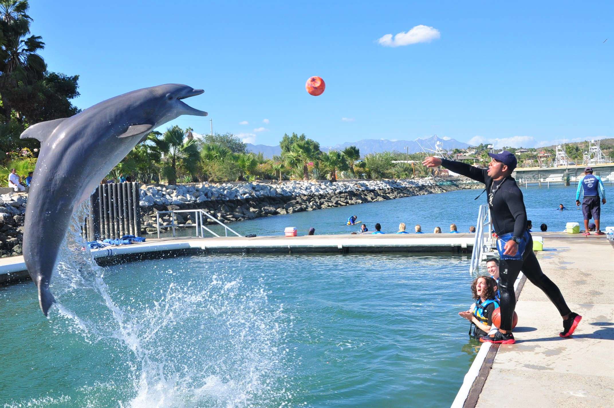 Dolphin Encounter - Last Minute Tours in Los Cabos