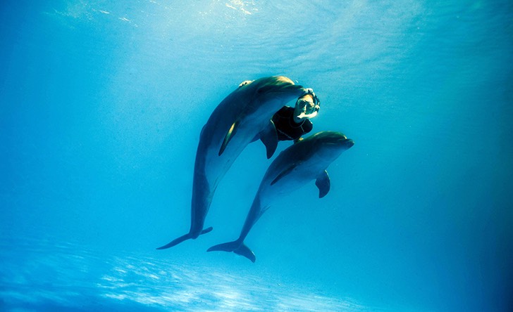 Dolphin Signature Swim - Last Minute Tours in Los Cabos
