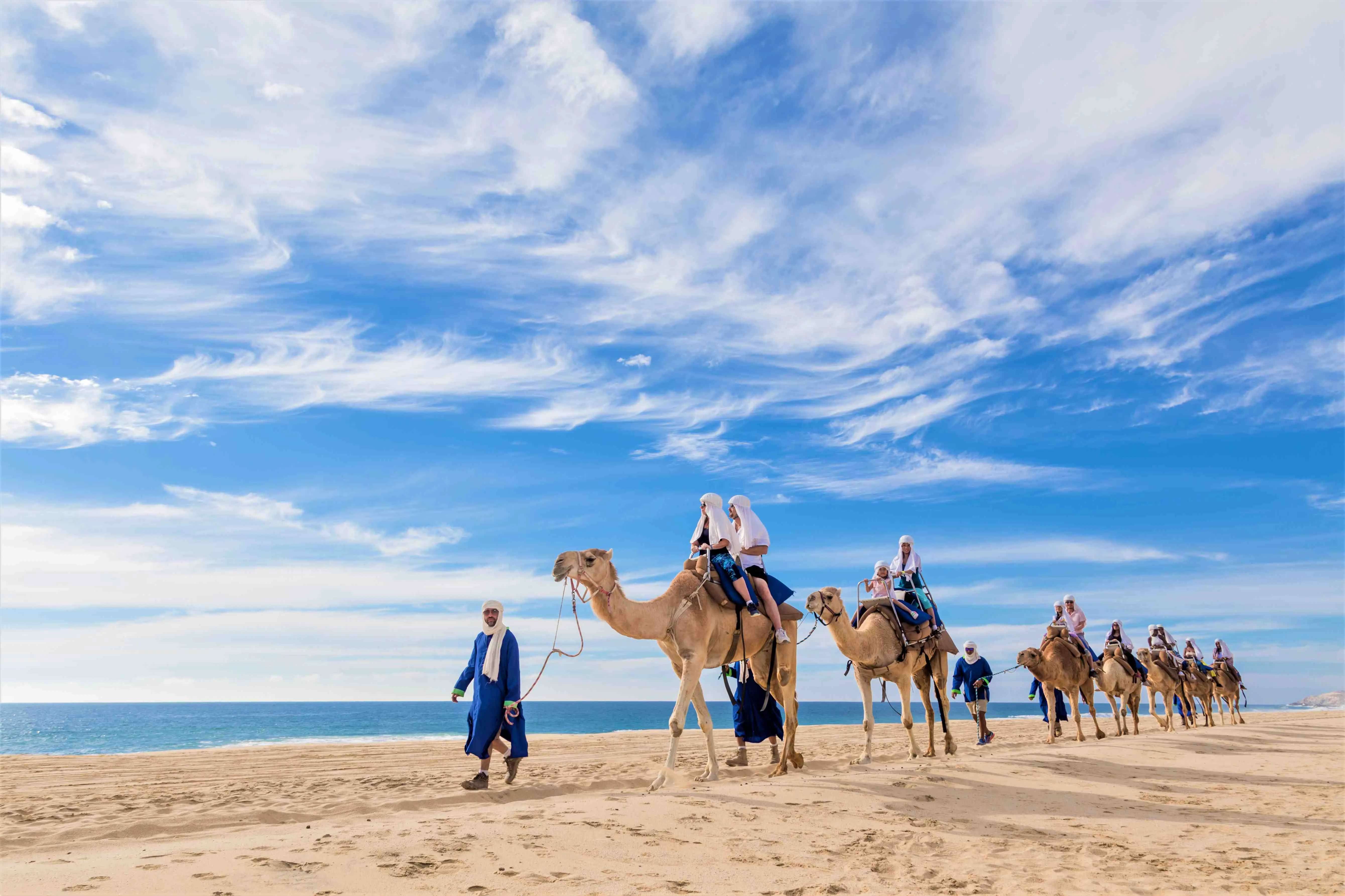 Safari Camel Ride in Los Cabos | Gray Line Los Cabos