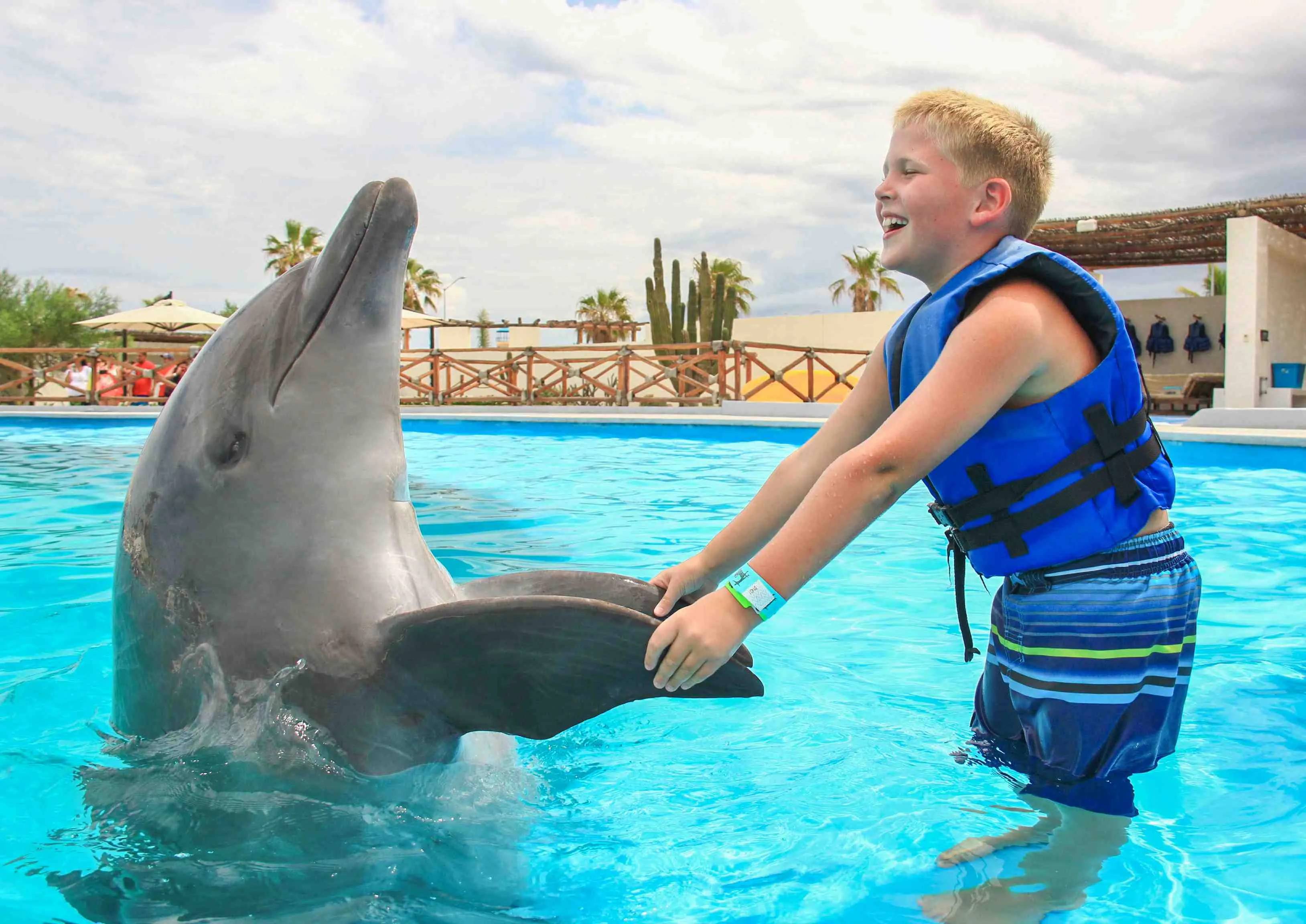swim with dolphis