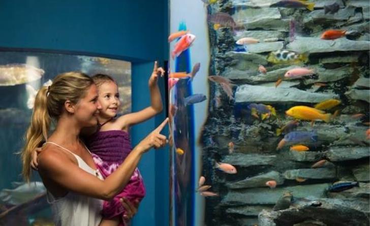 Acuario Interactivo Cancún and Presentación De Delfines tour